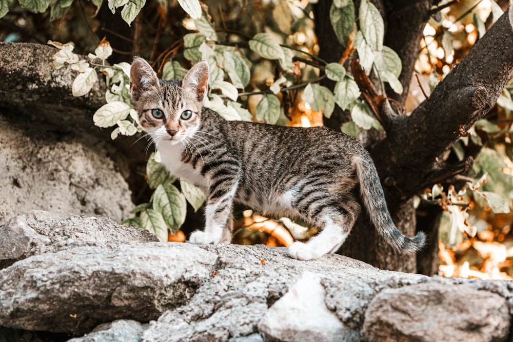 tabby cat on rock