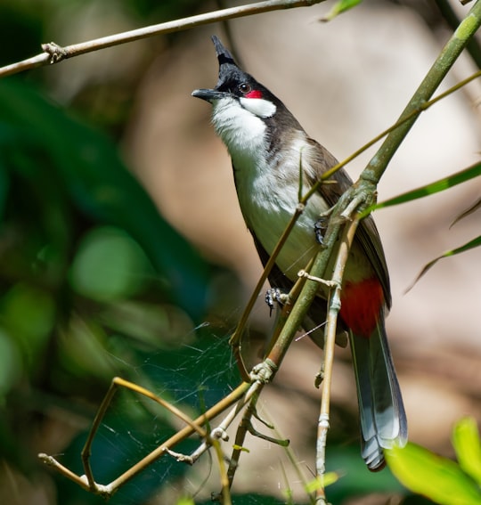 brown and white bird in Ipoh Malaysia