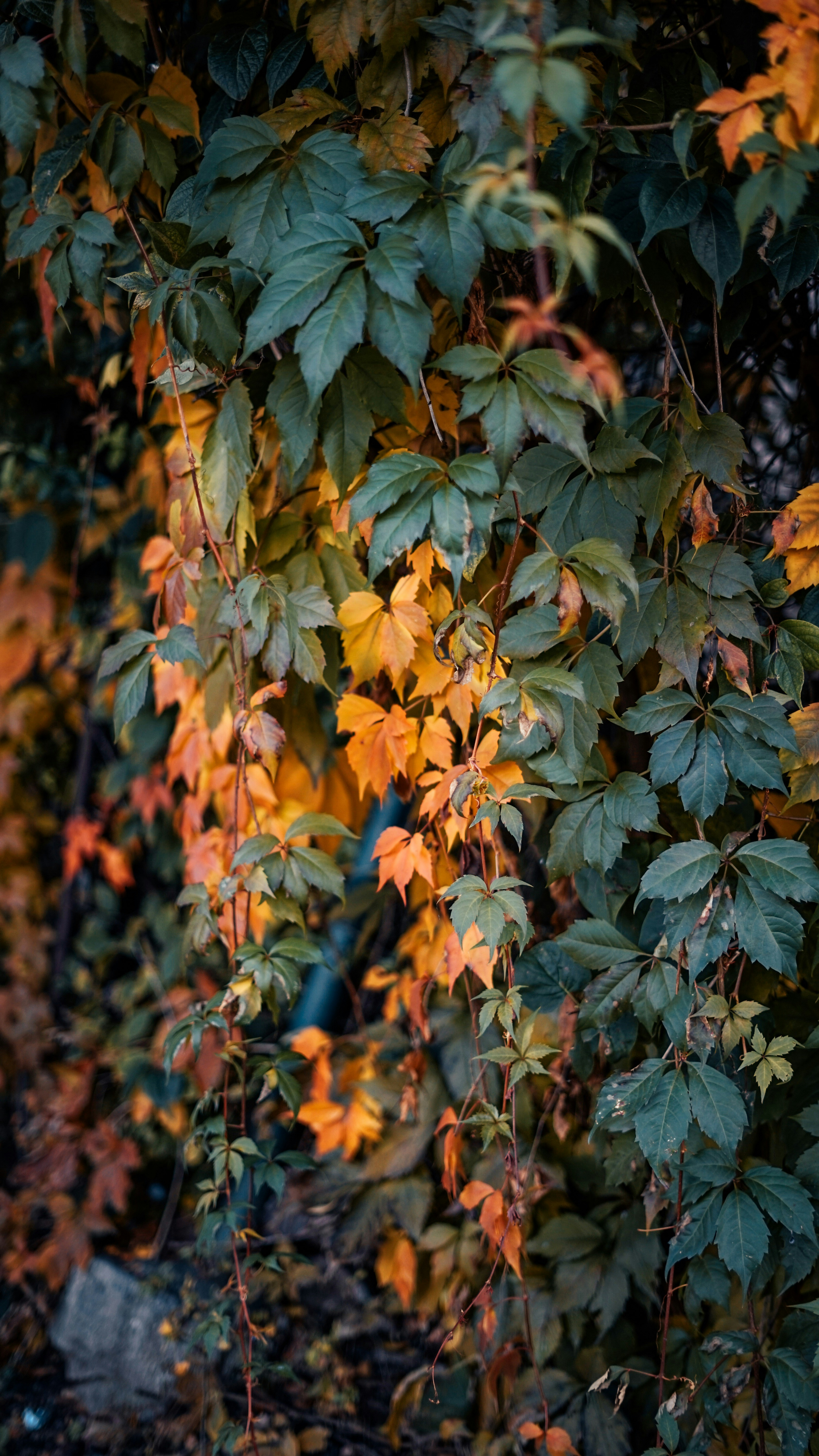 緑と茶色の葉の植物