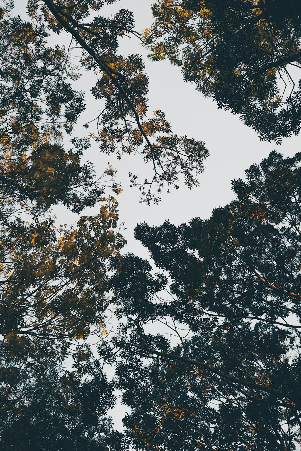 low-angle photography of green leaf trees