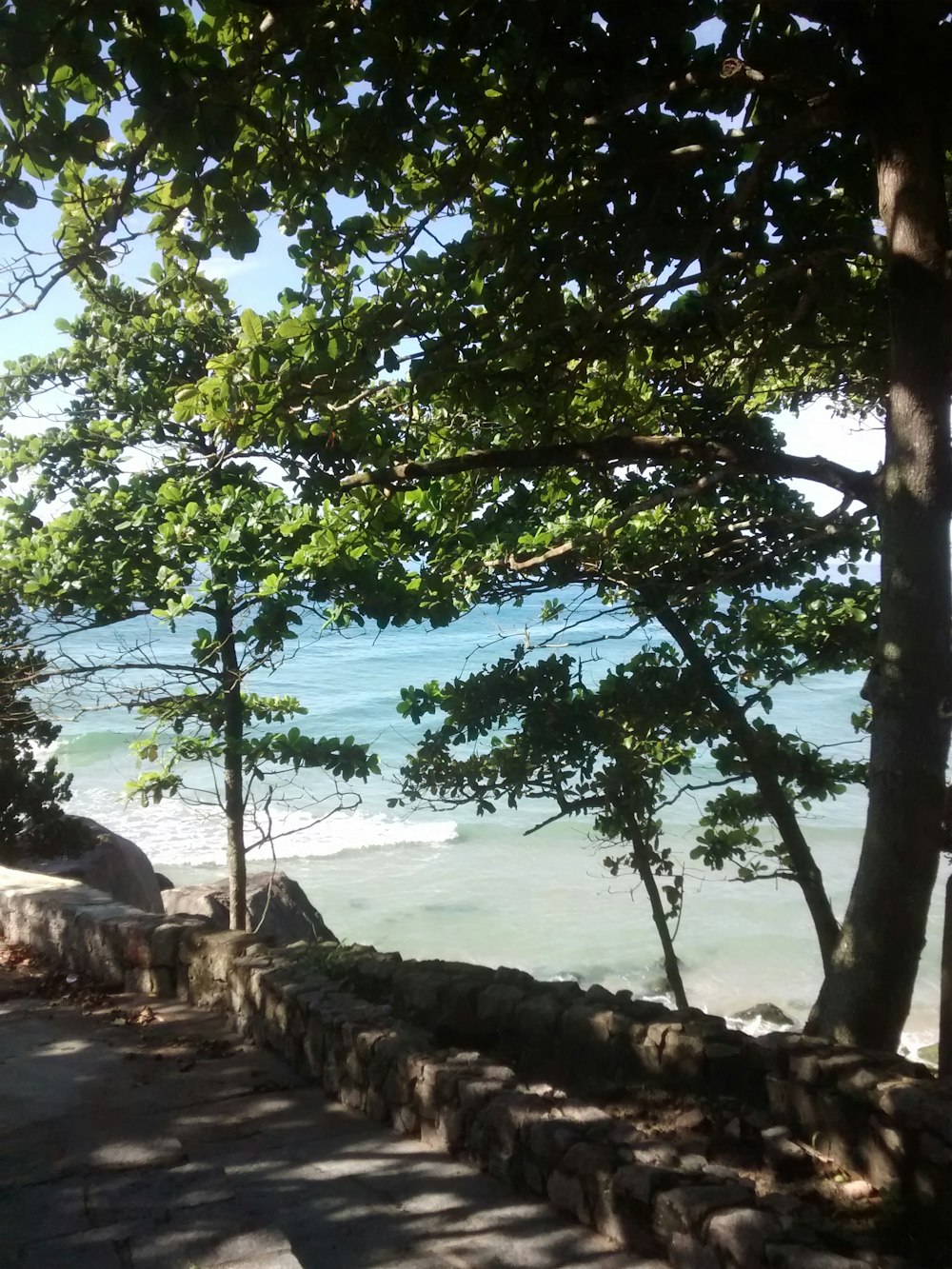 alberi a foglia verde vicino a uno specchio d'acqua