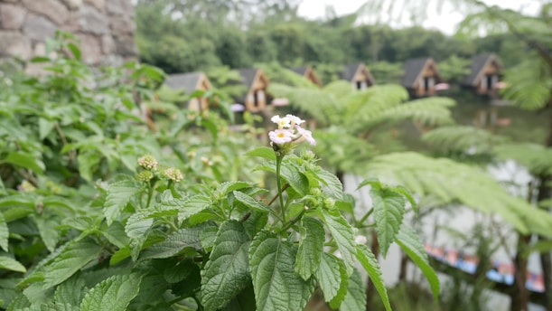 A close-up of a flowering plant with small white and pink flowers is in the foreground, surrounded by lush green leaves. In the blurred background, there are several wooden cabins with triangular roofs situated next to a calm body of water, giving the impression of a tranquil nature retreat.