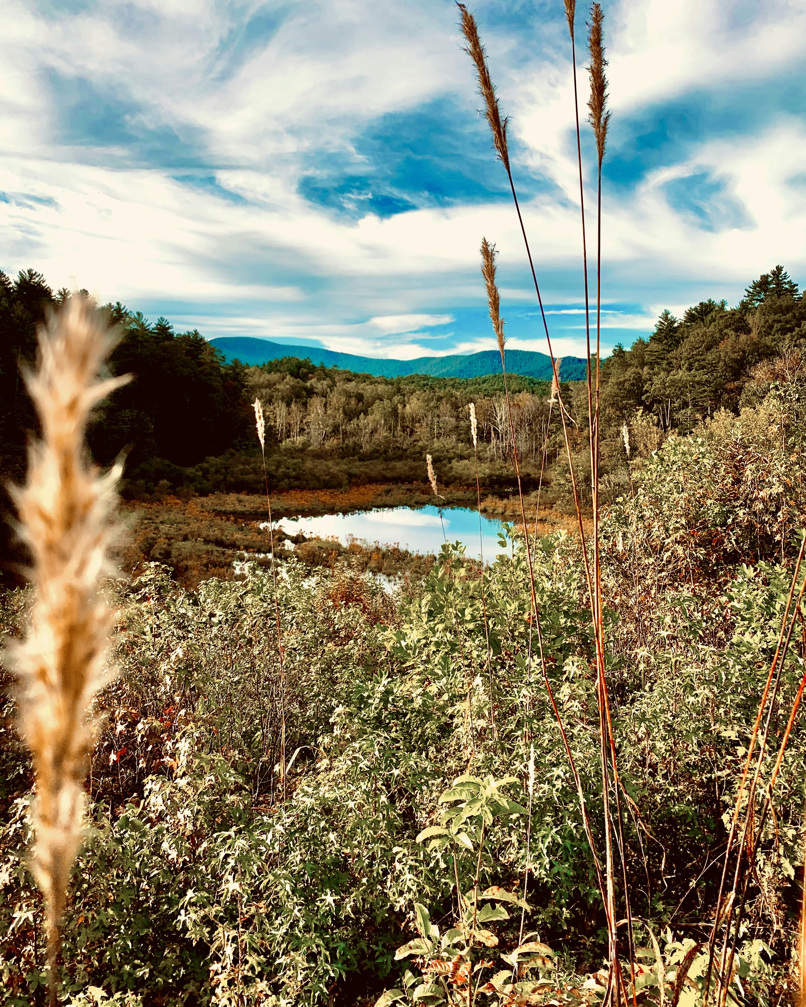 brown and green leafy bushes