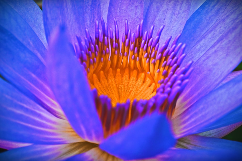 blue petaled flower