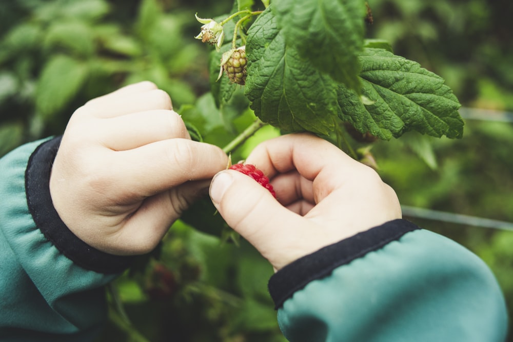 person holds green leafed plant