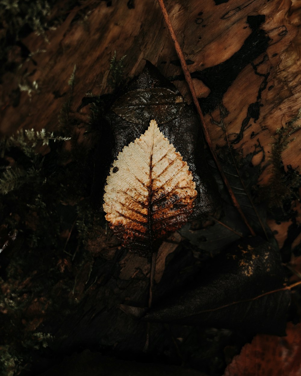 brown leaf on ground during daytime