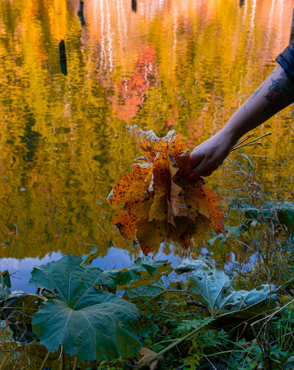 a person holding a leaf over a body of water