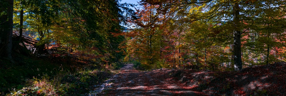 pathway surrounded by trees during daytime