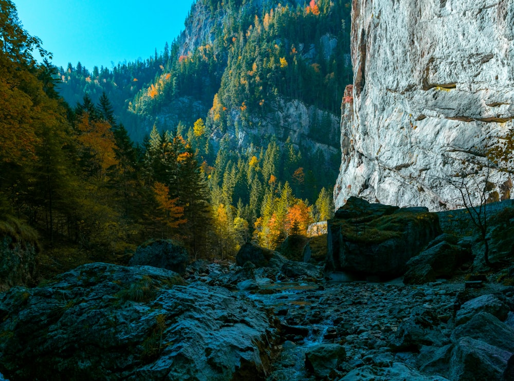 green trees beside rock formation at daytime