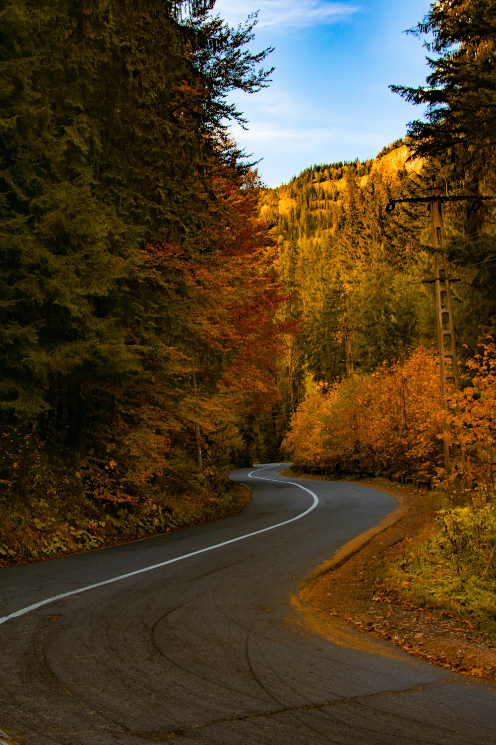 empty road in between of tall tress