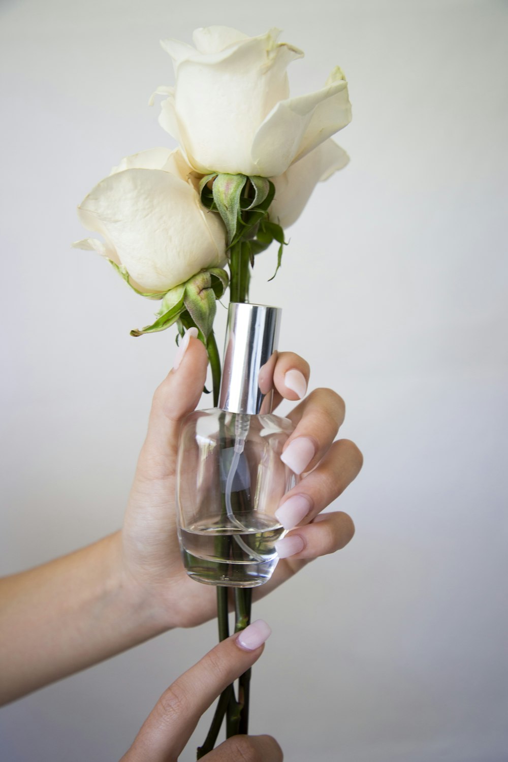 person holding white rose