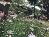 A lush, green garden filled with numerous pink and white flowers in the foreground. The garden features tall trees and a stone pagoda structure in the background, suggesting a serene and tranquil setting.