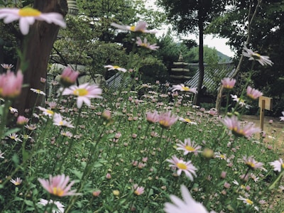 A lush, green garden filled with numerous pink and white flowers in the foreground. The garden features tall trees and a stone pagoda structure in the background, suggesting a serene and tranquil setting.