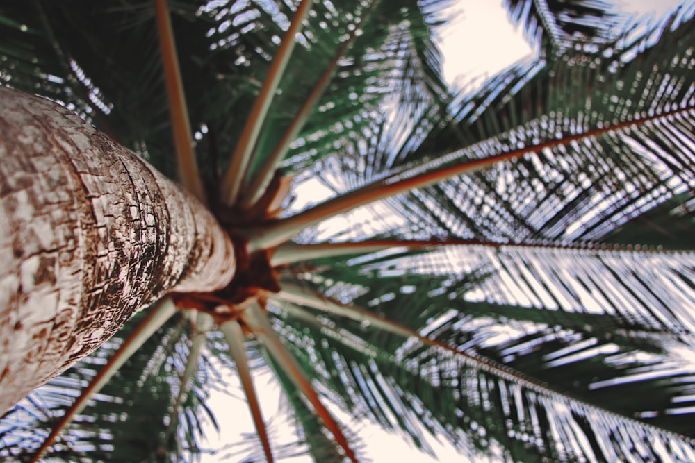 茶色と緑のココナッツの木