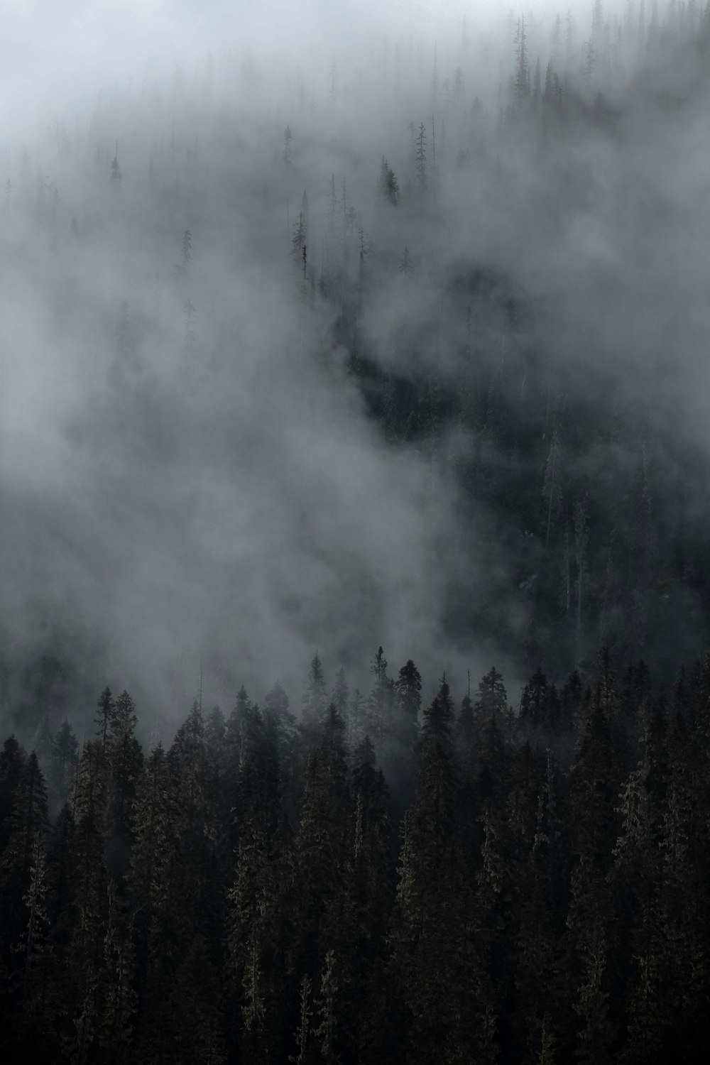 a mountain covered in fog with trees in the foreground