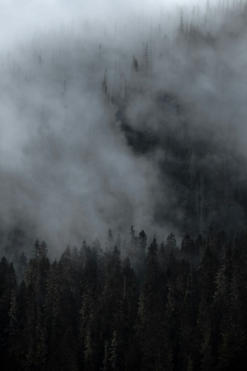 Une montagne couverte de brouillard avec des arbres au premier plan