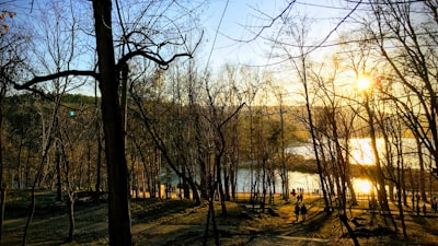 brown and black trees at golden hour moldova zoom background