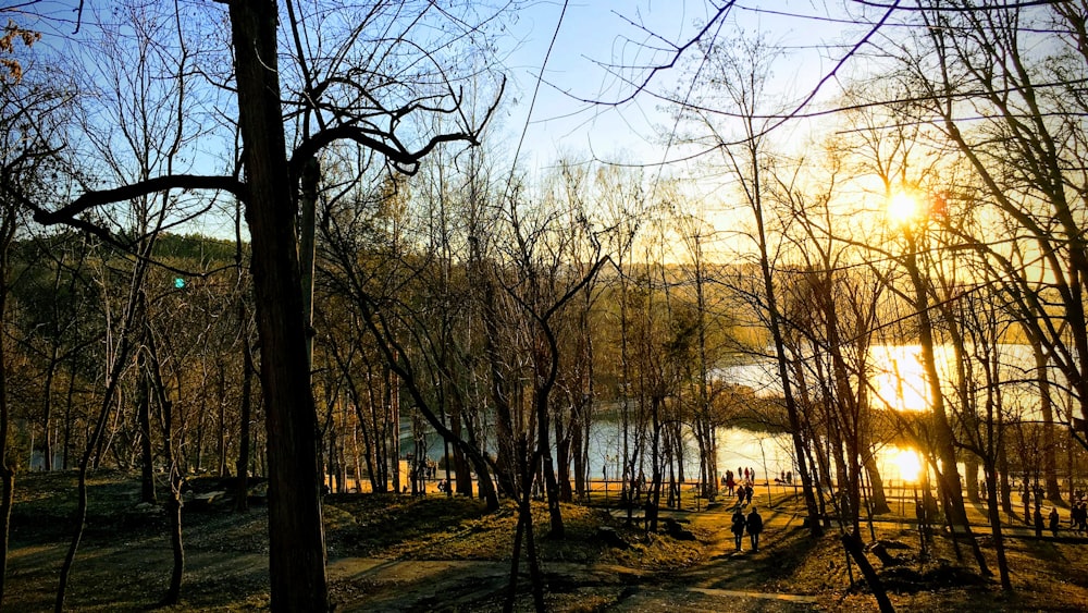 Arbres bruns et noirs à l’heure dorée