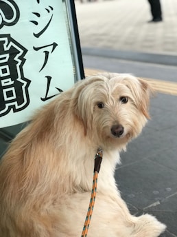 A fluffy light-colored dog is sitting on the ground, looking directly at the camera with a calm expression. The dog is leashed with a multicolored rope, and there is a sign with black text in a stylized script beside it. The background features a paved area and a person walking by in the distance.