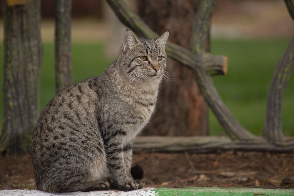 silver tabby cat sitting on floor