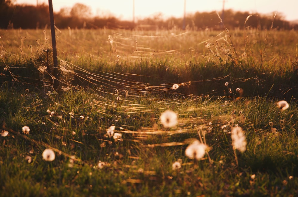 selective focus photo of cobweb and flowers