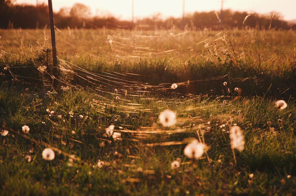 Selektives Fokusfoto von Spinnweben und Blumen