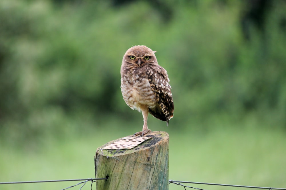 brown owl