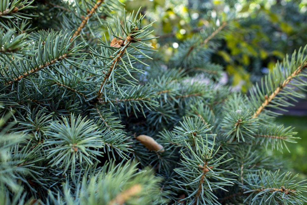 a close up of a pine tree with a bench in the background