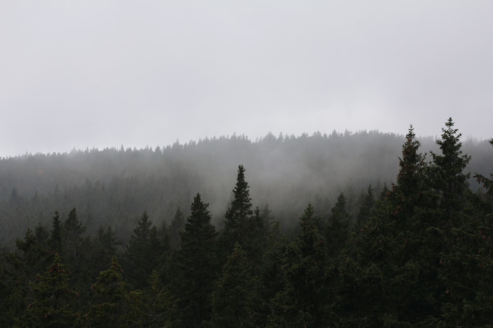 a foggy forest with trees in the foreground