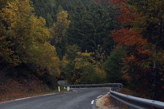 empty road surrounded by trees in Rogla Slovenia