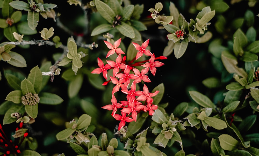 Un grupo de flores rojas rodeadas de hojas verdes