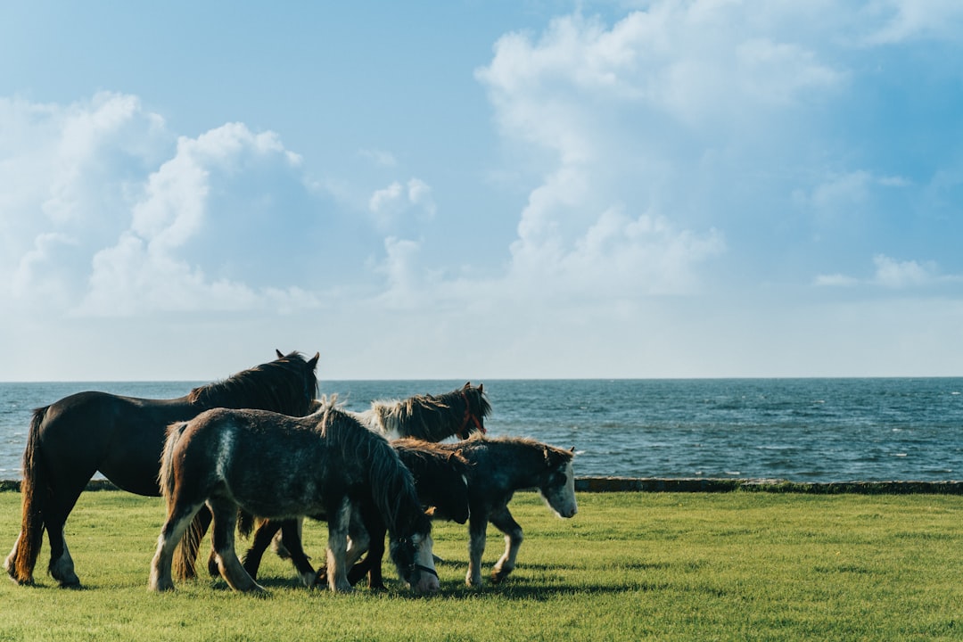 four black and white horses at daytime