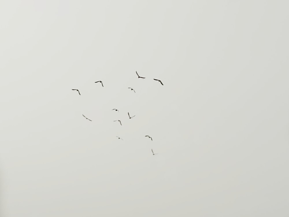 a flock of birds flying in the sky