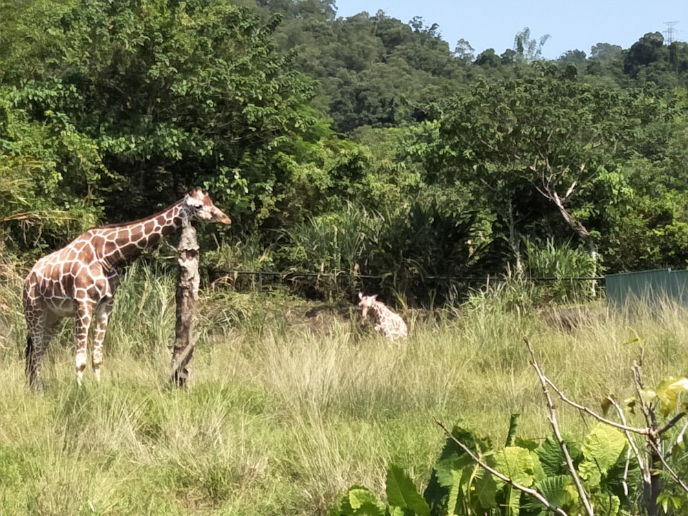 giraffe on green field