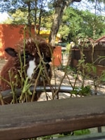 A brown and white alpaca peeks through some sparse shrubbery in a fenced outdoor area. The background features trees and an orange building wall, creating a natural and somewhat rustic setting.