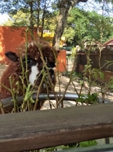 A brown and white alpaca peeks through some sparse shrubbery in a fenced outdoor area. The background features trees and an orange building wall, creating a natural and somewhat rustic setting.