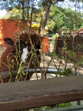 A brown and white alpaca peeks through some sparse shrubbery in a fenced outdoor area. The background features trees and an orange building wall, creating a natural and somewhat rustic setting.