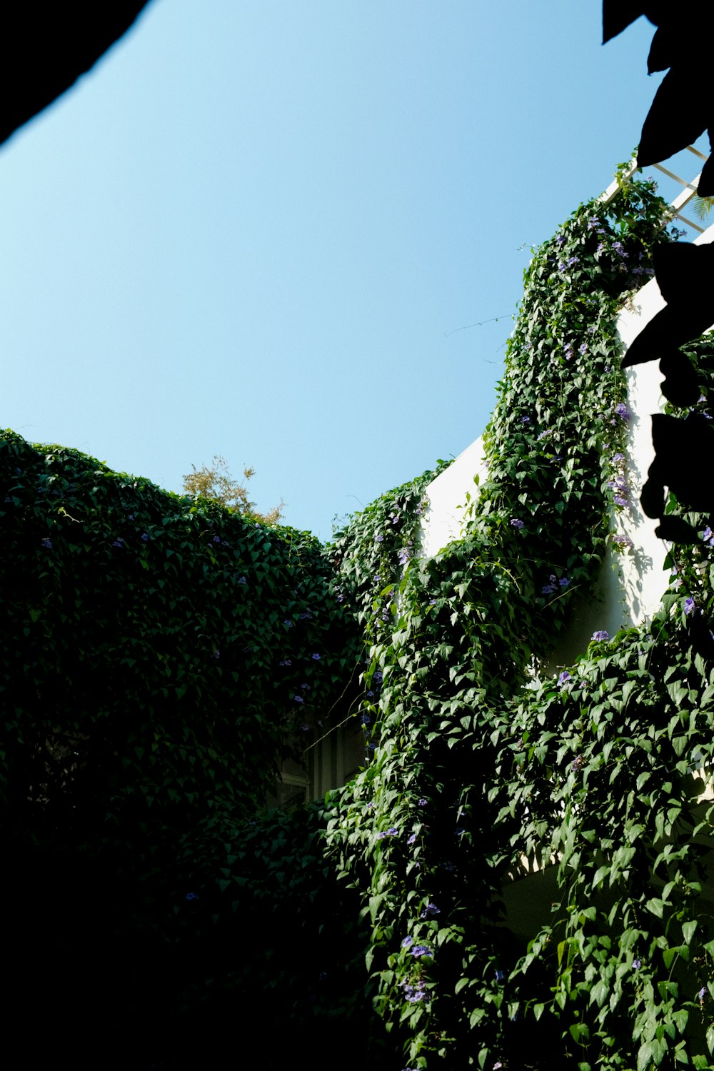 green plants under blue sky at daytime