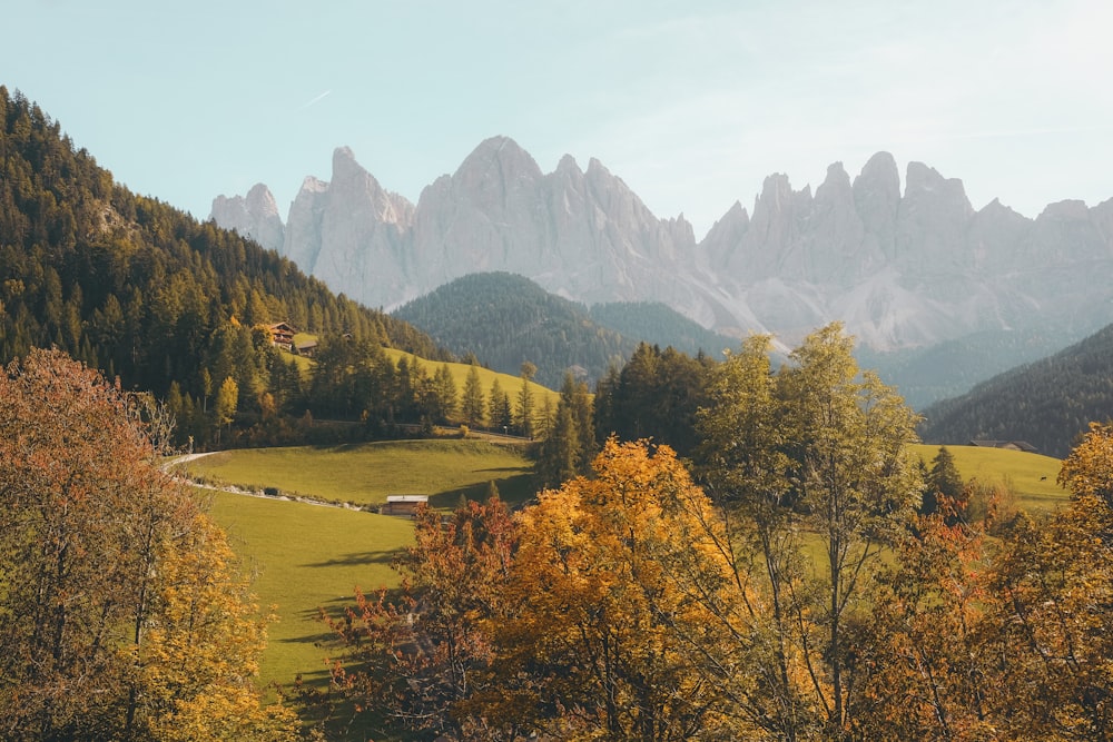 green trees and grass field