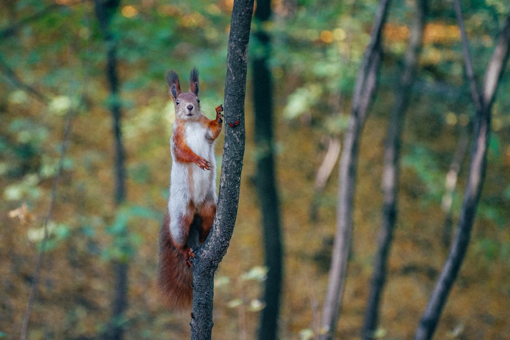 ardilla en el árbol