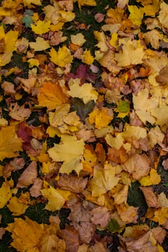 An artistic capture of autumn leaves in shades of orange and brown resting on green grass.
