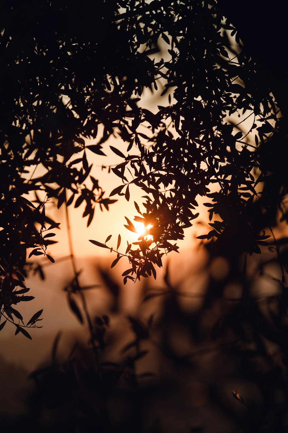 silhouette of leaf sunset