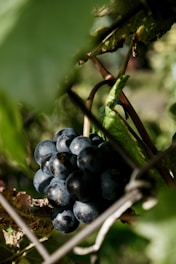 A close-up of a cluster of dark grapes hanging on a vine surrounded by green leaves. The sunlight filters through the foliage, casting dappled shadows on the grapes. The overall scene conveys a natural and fresh atmosphere.