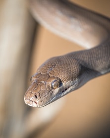 gray and brown snake
