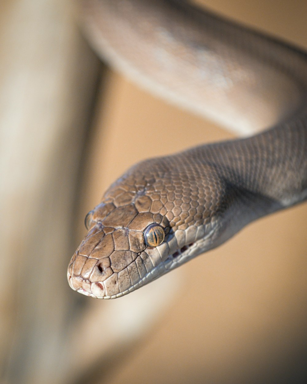 serpent gris et brun