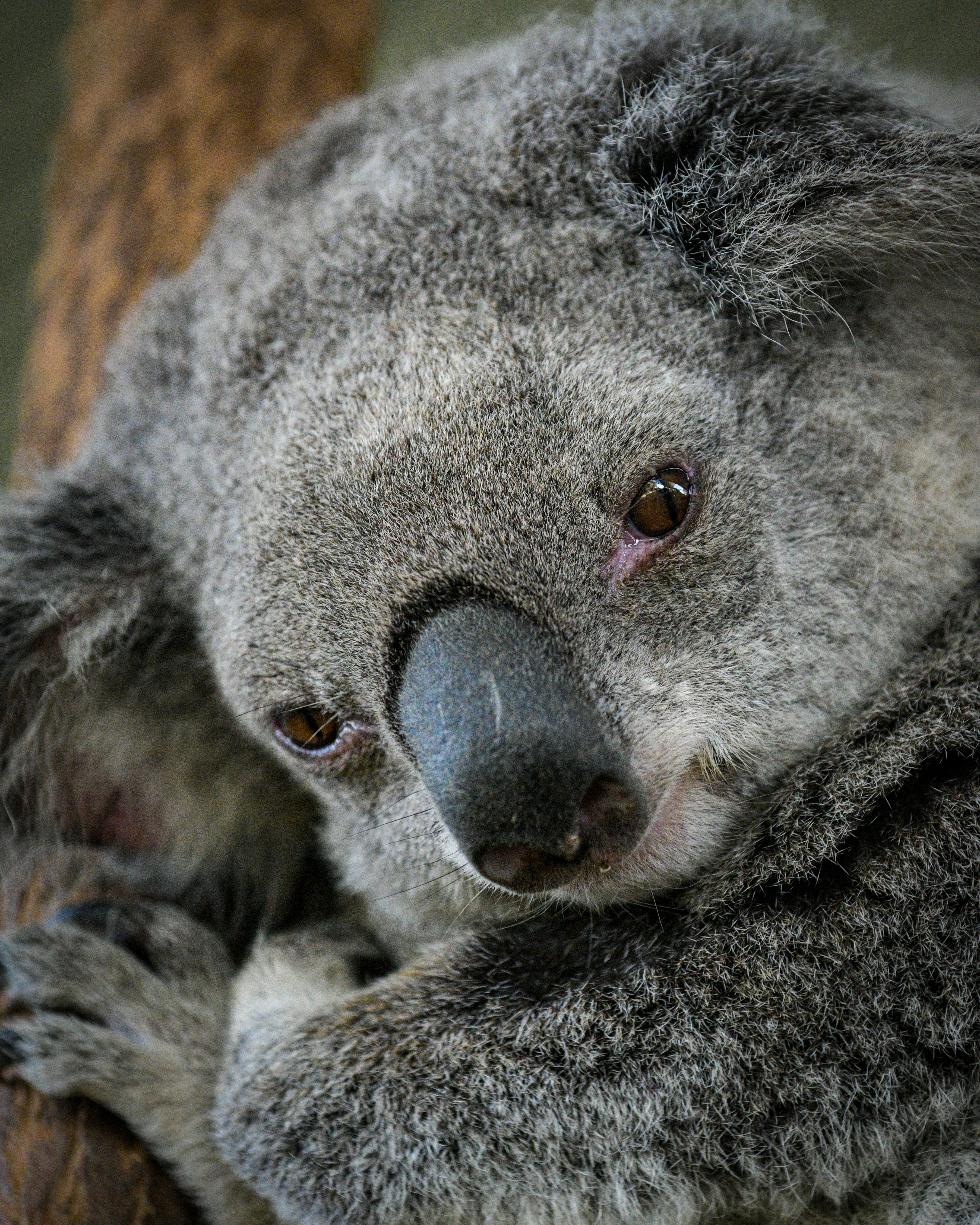 Koala Sleeping Pictures Download Free Images On Unsplash