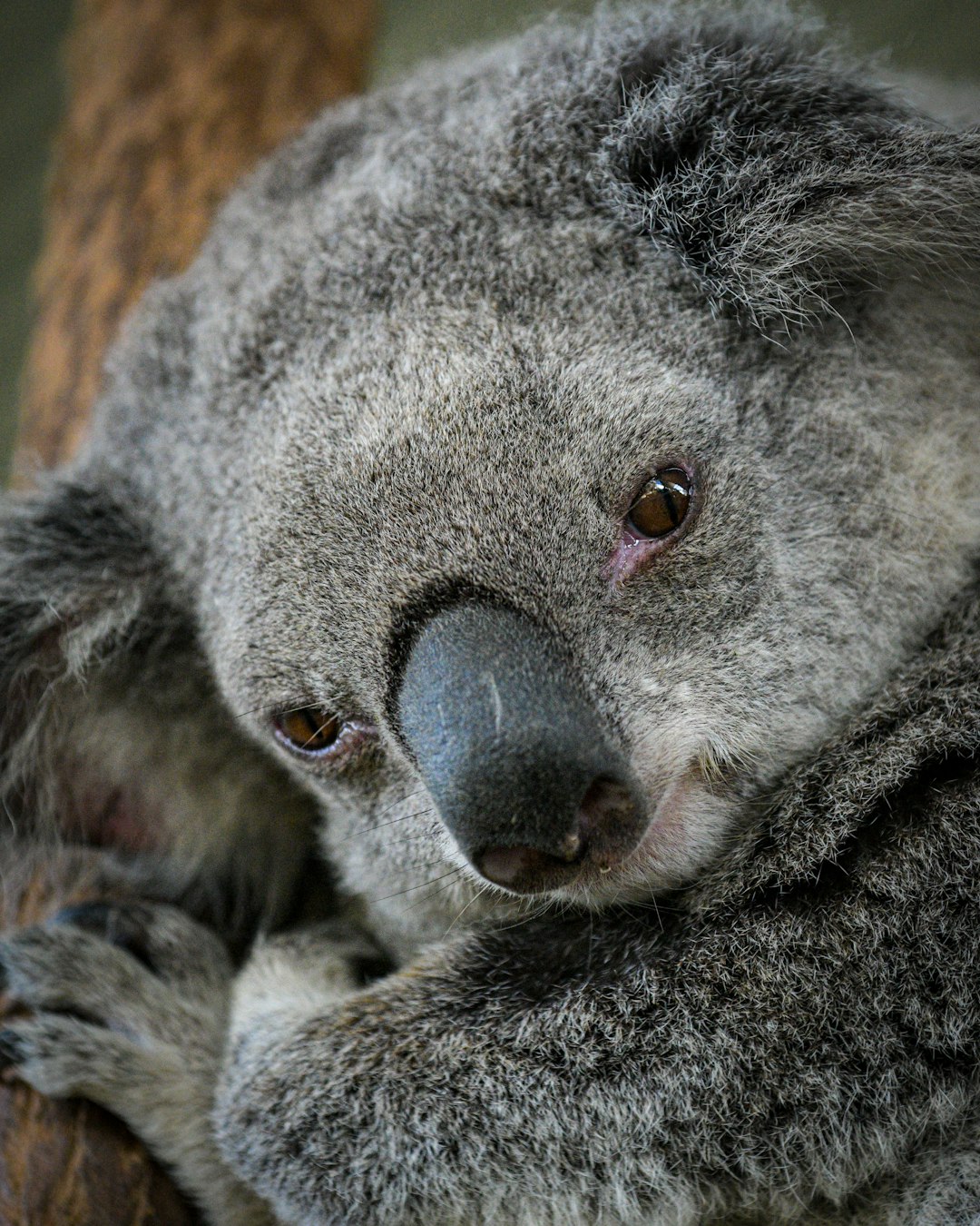 koala