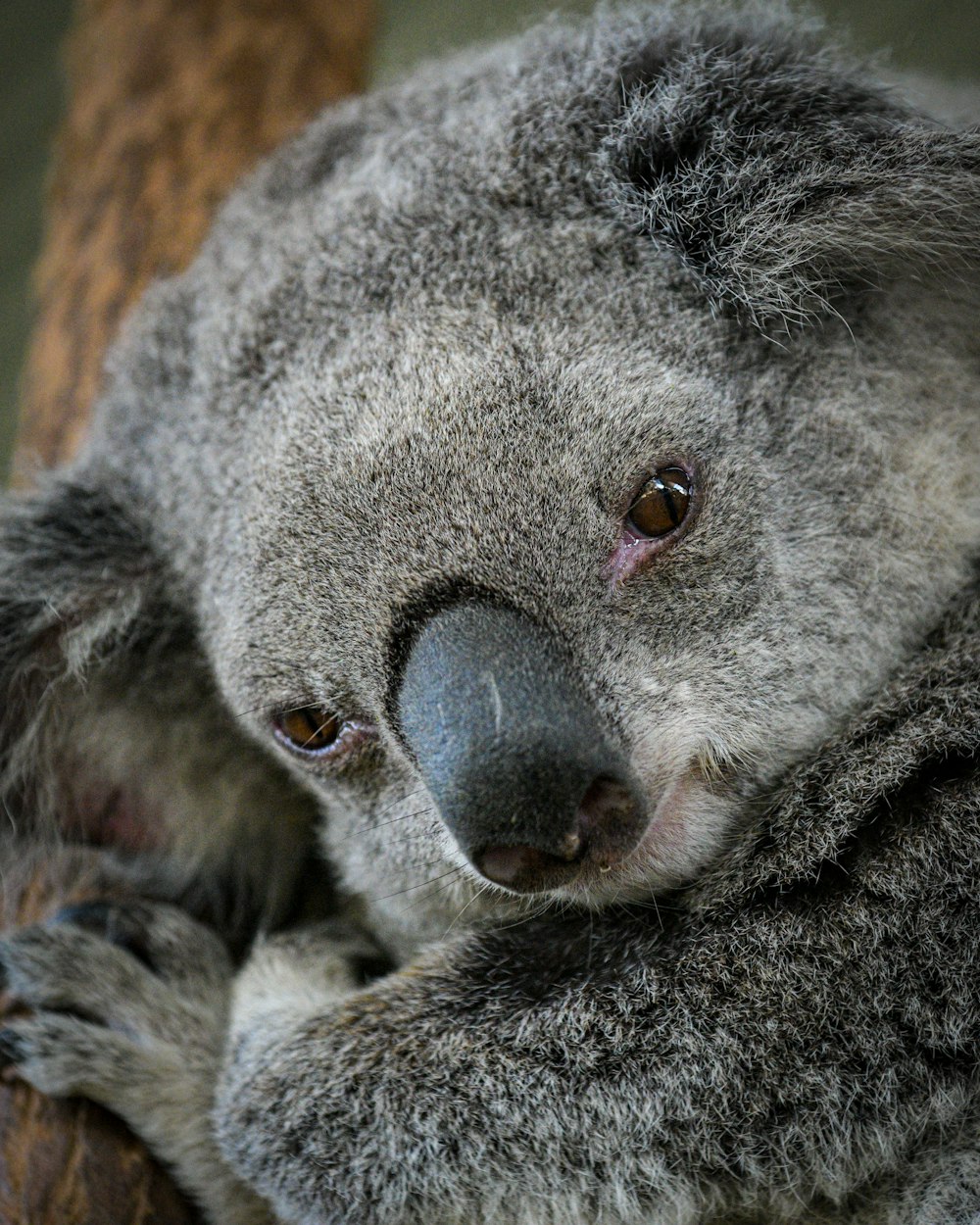 Koala-Bär