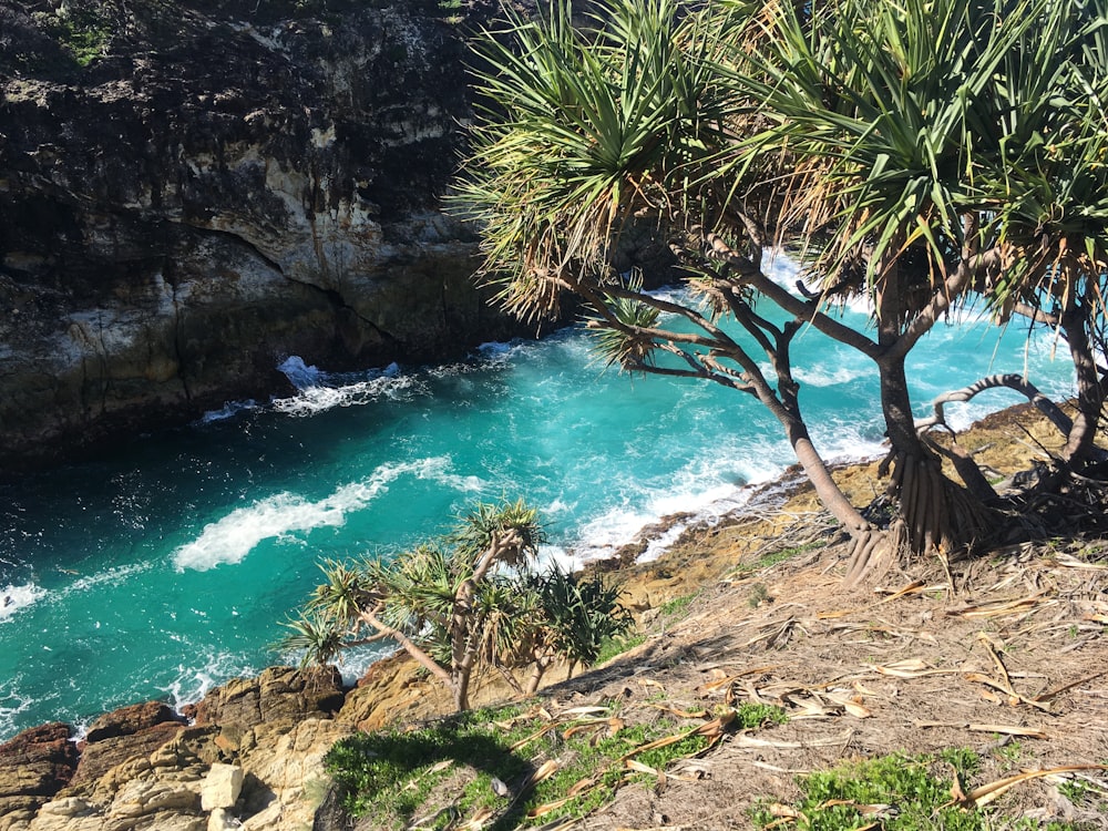 Planta de palma verde cerca del río