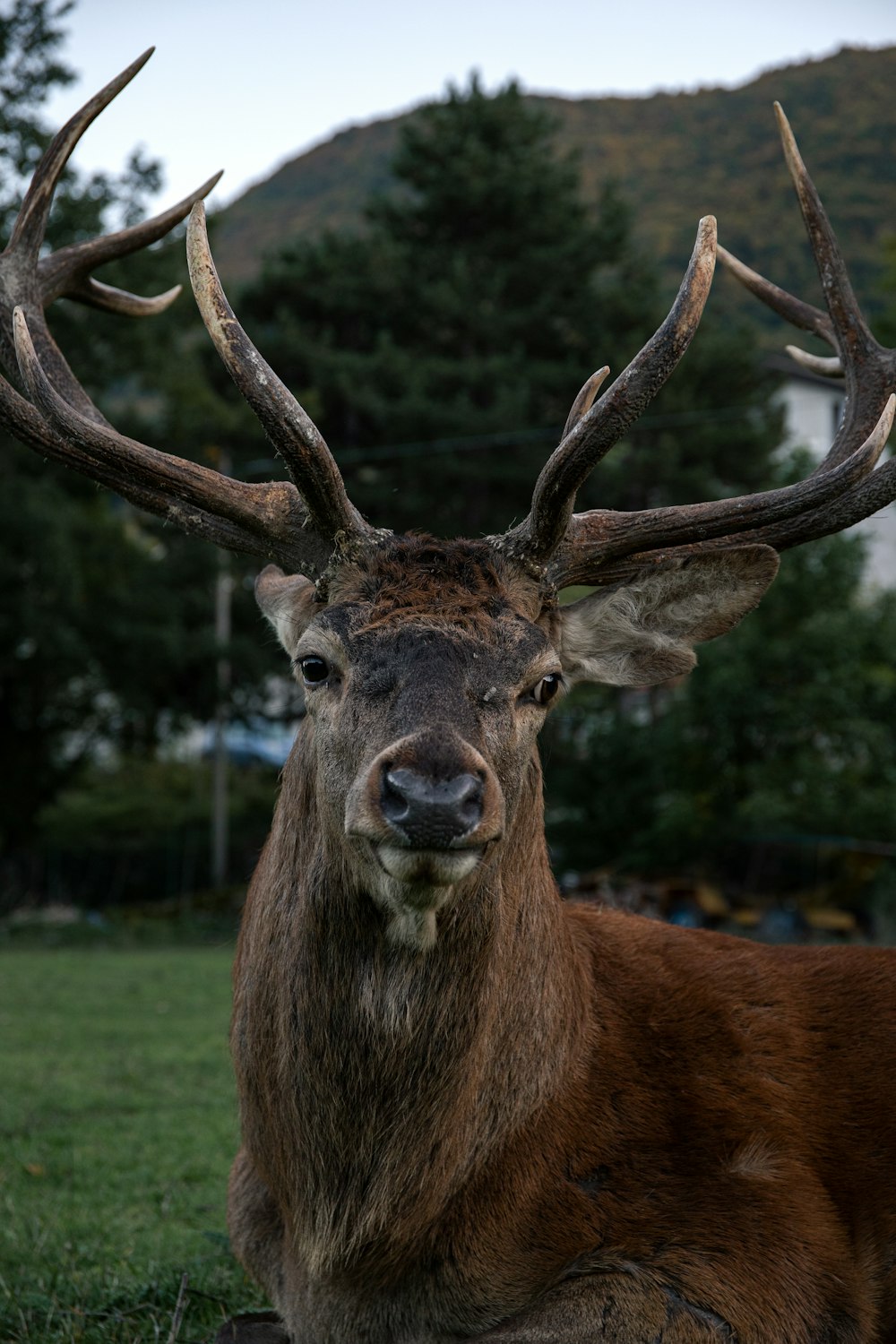 brown deer